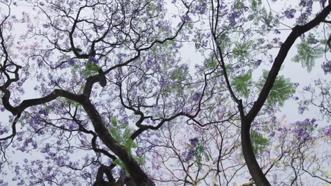 Jacaranda tree canopy swaying gently in the breeze Vidéo 306462854