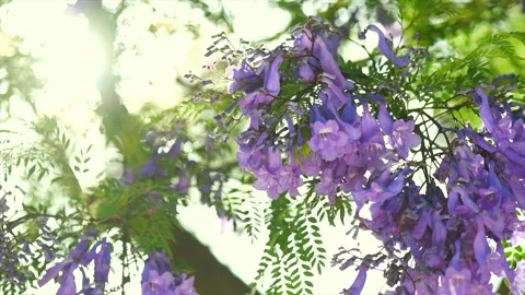 Jacaranda tree flowers, blooming violet flower closeup Stock Footage 336656569