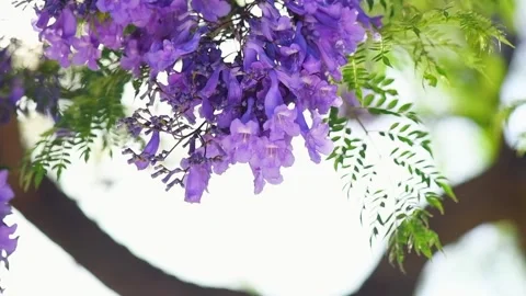 Jacaranda tree flowers, blooming violet flower closeup, ornamental tree Stock Footage 336848551
