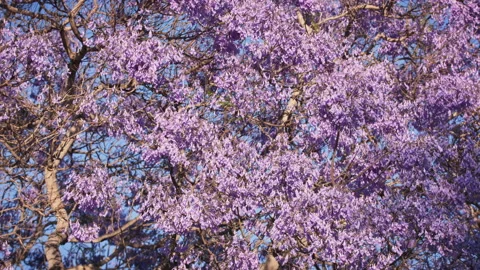 Jacaranda tree flowers blowing in a light breeze Vídeo Stock 133042608