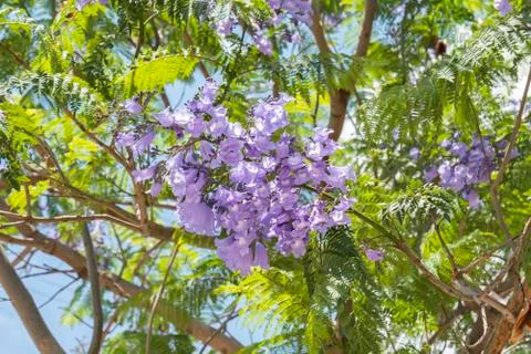 Jacaranda tree flowers Stock Photos