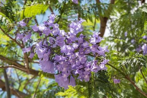 Jacaranda tree flowers Stock Photos
