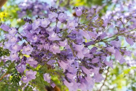 Jacaranda tree flowers Stock Photos