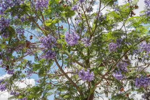 Jacaranda tree flowers Stock Photos