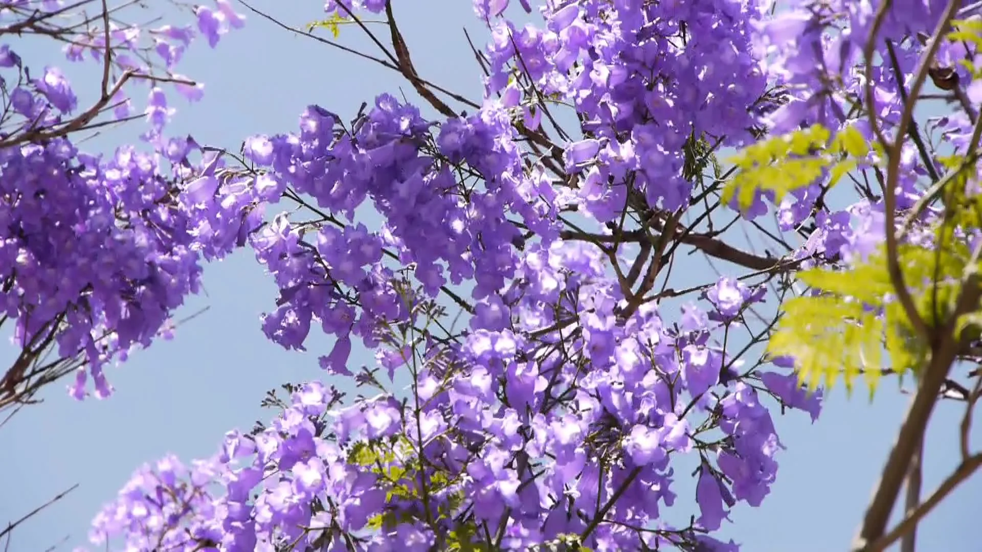 jacaranda tree ~ high resolution ~ hi res video 23834746