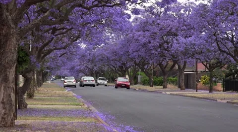Jacaranda tree Stock Footage 43802731