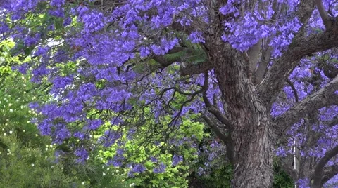 Jacaranda tree Stock Footage 43803331