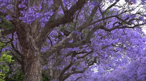 Jacaranda tree Stock Footage 43804035