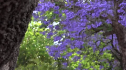 Jacaranda tree Stock Footage 43804630