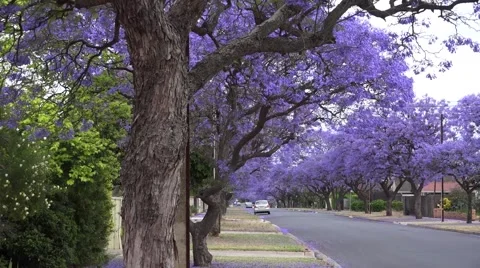 Jacaranda tree Stock Footage 43805461