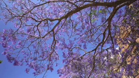 Jacaranda tree Stock Footage 164295497