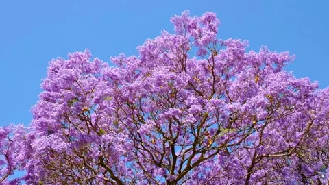 Jacaranda Tree Video stock 255269919