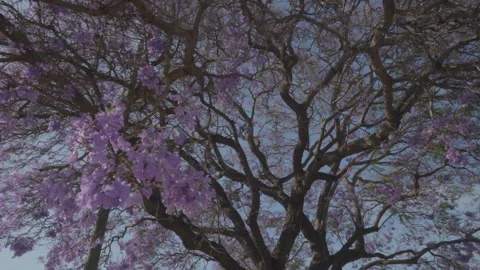 Jacaranda Tree Stock Footage 288377434