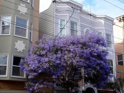 Jacaranda tree in front of typical San Francisco building Stock-Fotos