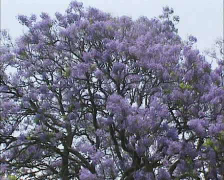 Jacaranda tree in full bloom Stock Footage 24442002