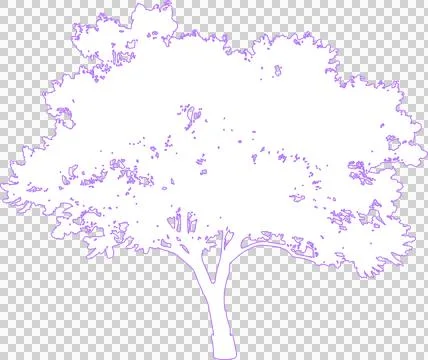 Jacaranda tree isolated on white filled outline illustration isolated on tr.. Illustration