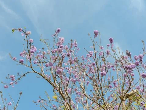 Jacaranda tree with lilac blossom Stock Photos