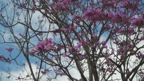 A Jacaranda tree moving with the wind and blue sky on background Stock-Footage 141474614