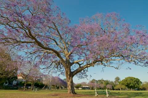 Jacaranda tree in the New Farm Park, Brisbane Foto stock