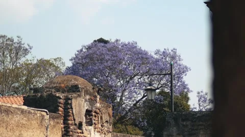 Jacaranda tree over old walls in Antigua Stock Footage 293107375