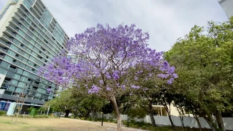 A Jacaranda Tree at the park Stock Footage 141309800