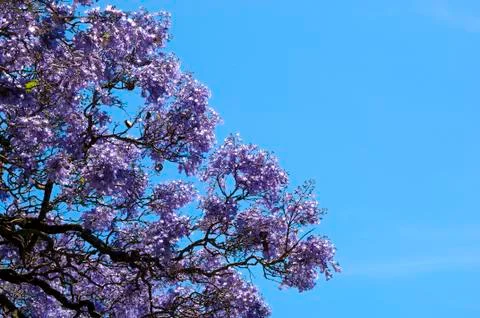 Jacaranda tree Stock Photos