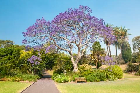 Jacaranda Tree Stock Photos