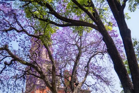 Jacaranda tree purple flowers background of Temple of San Francisco de Asis.. Foto stock