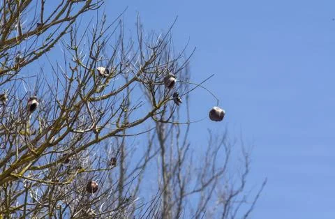 Jacaranda tree in spring with seed capsules Stock-Fotos