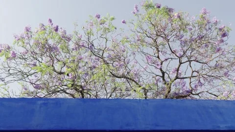 Jacaranda tree swaying gently in the breeze above a blue wall Stock Footage 307602985