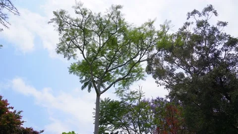 Jacaranda tree swaying in the wind. Stockbeeldmateriaal 133616415
