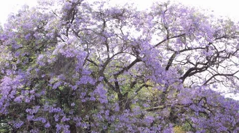Jacaranda Tree Time Lapse Stock Footage 10785857