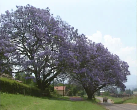 Jacaranda trees in full bloom along roadside at South African countryside Stock Footage 24441204
