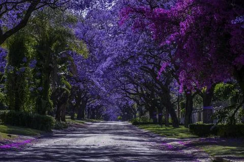 Jacaranda trees in full bloom lined in a pretoria street south africa durin.. Stock Photos