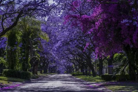 Jacaranda trees in full bloom lined in a pretoria street south africa durin.. Stock Photos