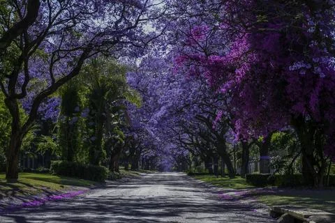 Jacaranda trees in full bloom lined in a pretoria street south africa durin.. Stock Photos