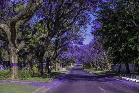 Jacaranda trees in full bloom lined in a pretoria street south africa durin.. Stock Photos