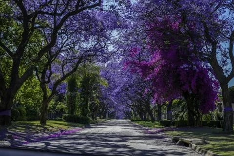 Jacaranda trees in full bloom lined in a pretoria street south africa durin.. Stock Photos