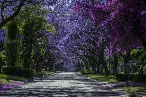 Jacaranda trees in full bloom lined in a pretoria street south africa durin.. Stock Photos
