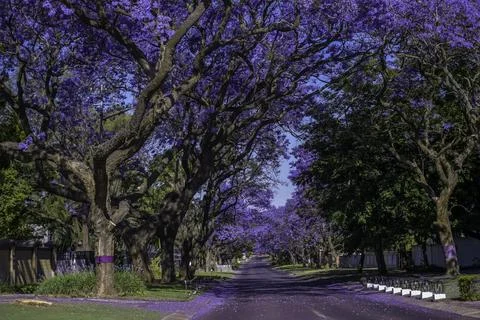 Jacaranda trees in full bloom lined in a pretoria street south africa durin.. Stock Photos