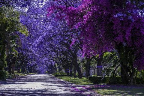 Jacaranda trees in full bloom lined in a pretoria street south africa durin.. Stock Photos