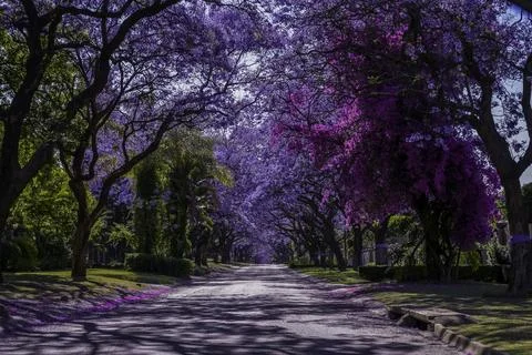 Jacaranda trees in full bloom lined in a pretoria street south africa durin.. Stock Photos