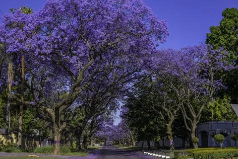 Jacaranda trees in full bloom lined in a pretoria street south africa durin.. Stock Photos