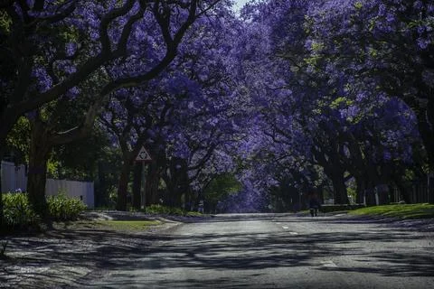 Jacaranda trees in full bloom lined in a pretoria street south africa durin.. Stock Photos