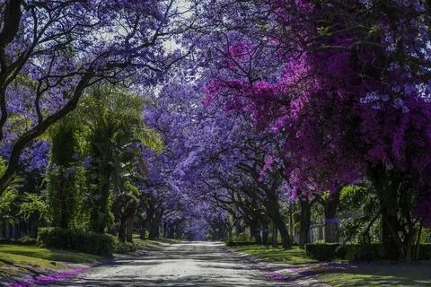 Jacaranda trees in full bloom lined in a pretoria street south africa durin.. Stock Photos