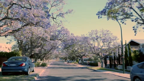 Jacaranda trees in full, purple bloom showcase a drive down a suburban street Stock-Footage 144037496