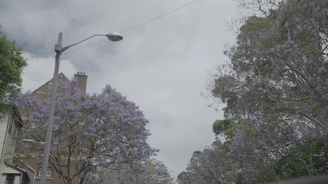 Jacaranda Trees Lining Urban Street in Sydney New South Wales on Cloudy Day Stock Footage 341677305