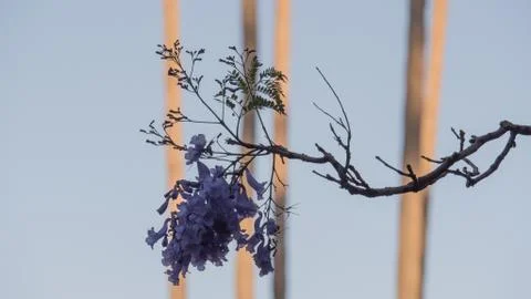 Jacaranda trees shot in 4k high resolution Stock Photos