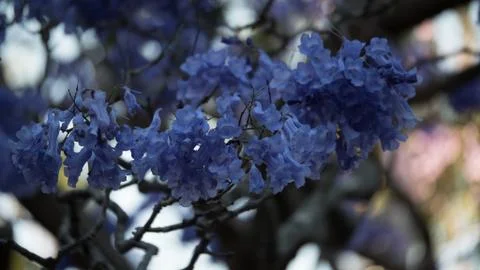 Jacaranda trees shot in 4k high resolution 库存照片