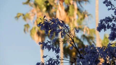 Jacaranda trees shot in 4k high resolution Stock Photos